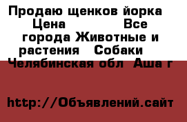 Продаю щенков йорка › Цена ­ 10 000 - Все города Животные и растения » Собаки   . Челябинская обл.,Аша г.